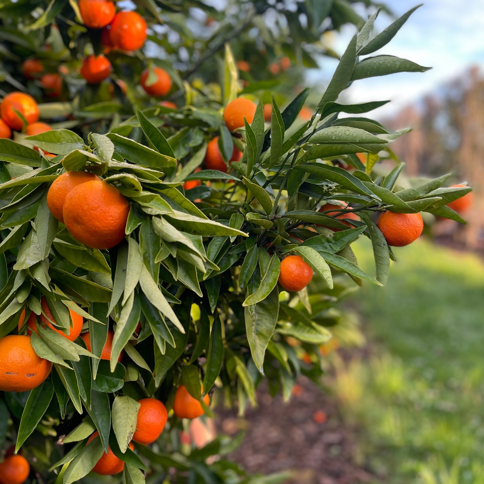 Buy Mandarins - Clementine Online NZ